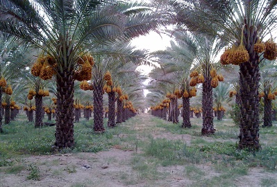 Production Production